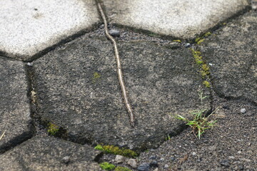 Close-up photo of an earthworm walking on wet soil