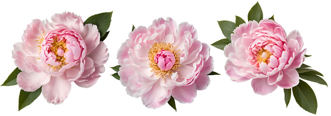set of peony flowers on a transparent background, template for design