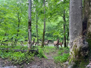 Elk in the nature