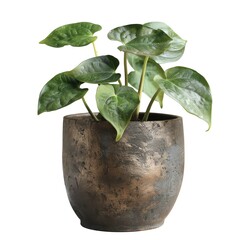 A potted green houseplant with large leaves in a textured ceramic pot isolated on a white background. Ideal for indoor garden decor.