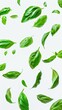 © Natpasit - Bright green basil leaves scattered on a white background, showcasing their freshness and vibrant color..