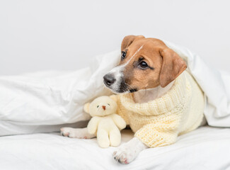 Aufkleber - Jack russell terrier puppy  wearing warm sweater lies with bear under warm blanket on the bed at home before bedtime