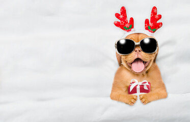 Sticker - Cute Mastiff puppy dressed like santa claus reindeer  Rudolf lying under white blanket at home and holds gift box. Top down view. Empty space for text