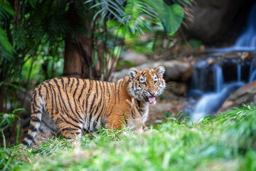 Wall Mural - tiger cub in the wild. baby animal in green grass on waterfall background