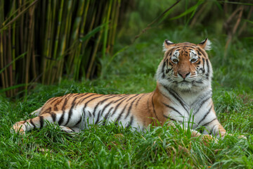 Wall Mural - tiger male, wild animal in the natural habitat