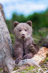 Wall Mural - brown bear cub walking across rocky hillside