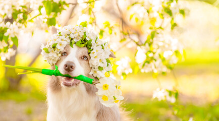Poster - Happy Border Collie puppy wearing wreath of apple blossoms holds a bouquet of daffodils in its mouth at sunny spring park. Empty space for text
