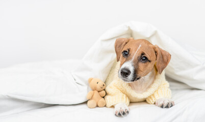 Aufkleber - Jack russell terrier puppy  wearing warm sweater lies with bear under warm blanket on the bed at home before bedtime. Empty space for text
