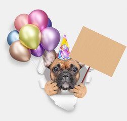 Sticker - Cute French bulldog puppy wearing party cap showing blank placard, holding colorful balloons and looking through the hole in white paper