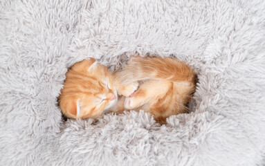 Wall Mural - Cozy ginger kitten sleeping in cozy fluffy pillow on a bed. Top down view