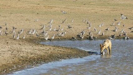 Poster - A black-backed jackal (Canis mesomelas) hunting and eating a Cape turtle dove, Kalahari desert, South Africa