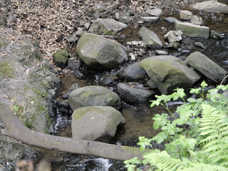 Canvas Print - Flowing stream in a forest with rocks and trees