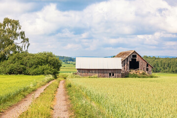 Wall Mural - Dirt road to an old wooden barn in by a cereal field