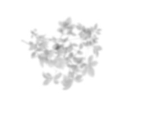 Fototapete - Palm leaf shadow overlay effect. tropical leaves shadows. Leaves shadow overlay, isolated Branches leaves. Realistic tree branches shadow blur isolate on transparent backgrounds