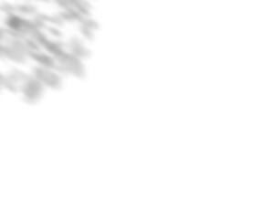 Fototapete - Palm leaf shadow overlay effect. tropical leaves shadows. Leaves shadow overlay, isolated Branches leaves. Realistic tree branches shadow blur isolate on transparent backgrounds