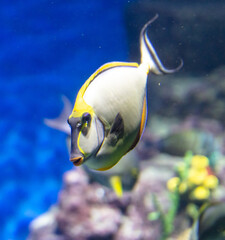 Sticker - Tropical fish swimming in the aquarium. Beautiful colorful fishes in the aquarium