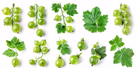 Wall Mural - A set of fresh, ripe, green gooseberries with their leaves isolated on a white background.