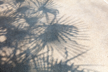 Canvas Print - The shadow of a palm tree on the road as a background