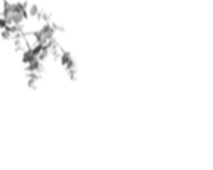Fototapete - Natural palm branch shadow on transparent background. Tropical palm leaf shadow overlay effect. Realistic leaves shadow sunshade isolated on transparent backgrounds. Realistic tree branches shadow