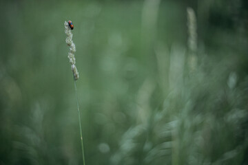 dragonfly on a grass