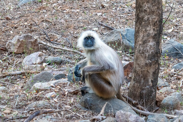 Wall Mural - Monkey on a safari in Ranthambore National Park, India