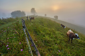 Wall Mural - fog and cloud mountain valley landscape