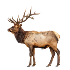 Wall Mural - Elk side view full body isolate on transparency background PNG