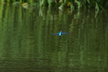 Canvas Print - common kingfisher in a forest