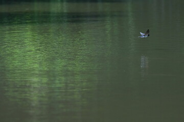 Wall Mural - barn swallow in flight