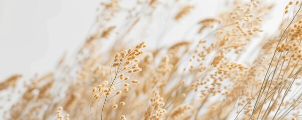 Gentle flax wave abstract pattern, natural and light, isolated on a white backdrop