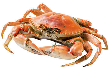 Canvas Print - A crab is shown in a white background