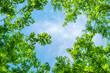 © Bits and Splits - Under the lush green treetop in spring morning, beautiful scenic background of tree and branches with leaves