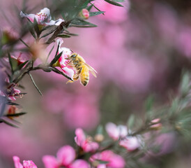 Honey bee collecting nectar and pollen from pink manuka flowers (Leptospermum scoparium). Auckland.