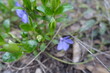 © Anna - Buds of Vinca minor  plant in mid April