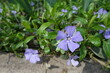 © Anna - Close view of violet flowers of Vinca minor in April
