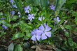 © Anna - Close shot of violet flowers of Vinca minor in April