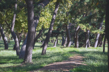 Sticker - 浜寺公園の風景