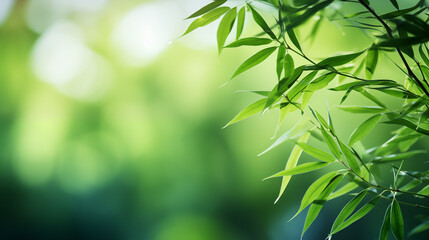 Wall Mural - bamboo leaves. the sun is shining through the leaves. leaves are green and lush.