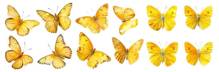 Aufkleber - Phoebis philea butterfly isolated on white background. Butterfly with spread wings.