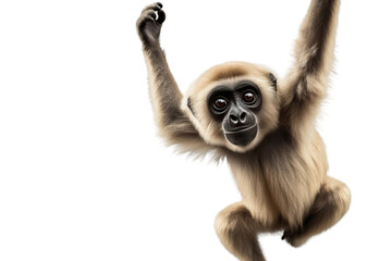 aerial acrobatics of the playful primate on a white or clear surface png transparent background..