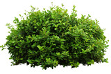 bush on transparent background