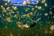 © tunedin - Palau, Eil Malk island, Man swimming with jellyfish in Jellyfish Lake