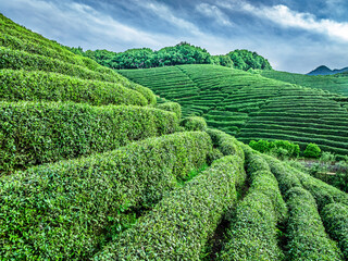 Canvas Print - Green tea plantation scenery in spring