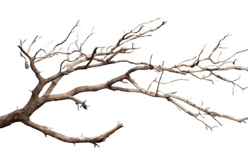 Wall Mural - Dead branch isolated on transparent background