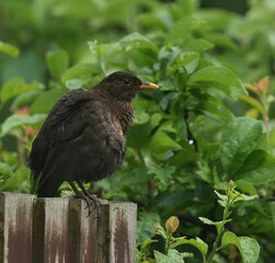 black bird sitting on a fence