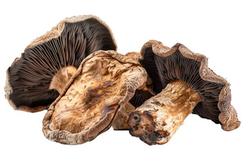 Wall Mural - Dried mushroom isolated on transparent background