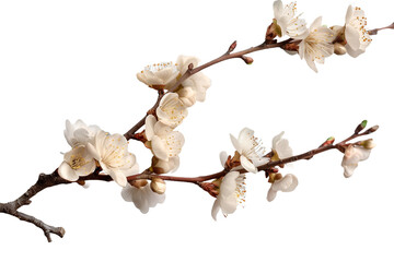 Wall Mural - Dry tiny branch flower isolated on transparent background