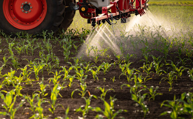 Wall Mural - Tractor spraying corn field in sunset