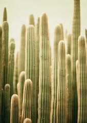 Sticker - Forest of green saguaro cactus backgrounds plant tranquility.