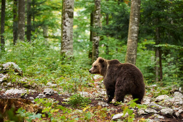 Wall Mural - a brown bear amidst european wilderness